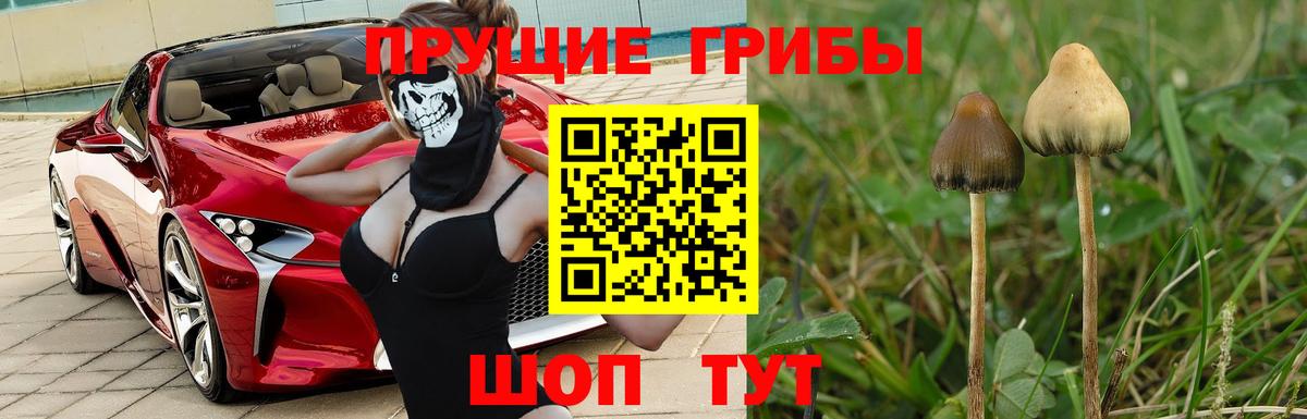 Галлюциногенные грибы Psilocybe Свободный
